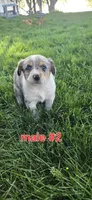 Male #2, a male Australian Cattle Dog and Australian Shepherd for sale in Hull, IA – 1 of 4