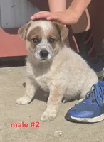 Big Red, a male Australian Cattle Dog and Australian Shepherd for sale in Hull, IA – 1 of 2