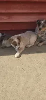 Big Red, a male Australian Cattle Dog and Australian Shepherd for sale in Hull, IA – 2 of 2