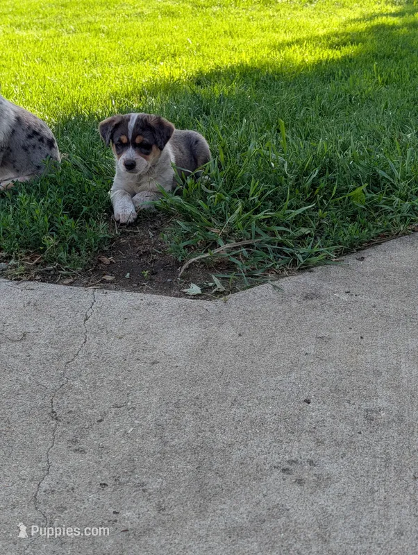Male #1 – Australian Cattle Dog, Australian Shepherd puppy for sale in Hull, IA