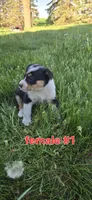 Female #1, a female Australian Cattle Dog and Australian Shepherd for sale in Hull, IA – 4 of 4
