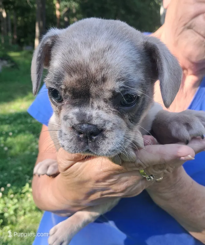 Silvermist – French Bulldog puppy for sale in Jamestown, TN