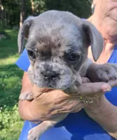Silvermist, a female French Bulldog for sale in Jamestown, TN – 1 of 2