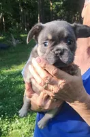 Spade, a male French Bulldog for sale in Jamestown, TN – 3 of 3
