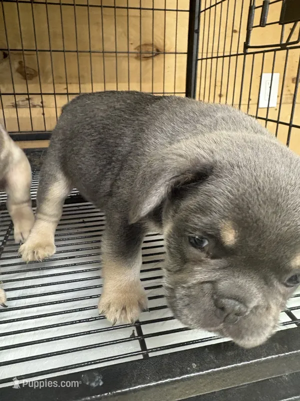 Spade – French Bulldog puppy for sale in Jamestown, TN