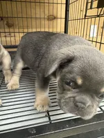 Spade, a male French Bulldog for sale in Jamestown, TN – 1 of 3