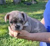 Silvermist, a female French Bulldog for sale in Jamestown, TN – 2 of 2