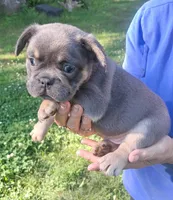 Spade, a male French Bulldog for sale in Jamestown, TN – 2 of 3