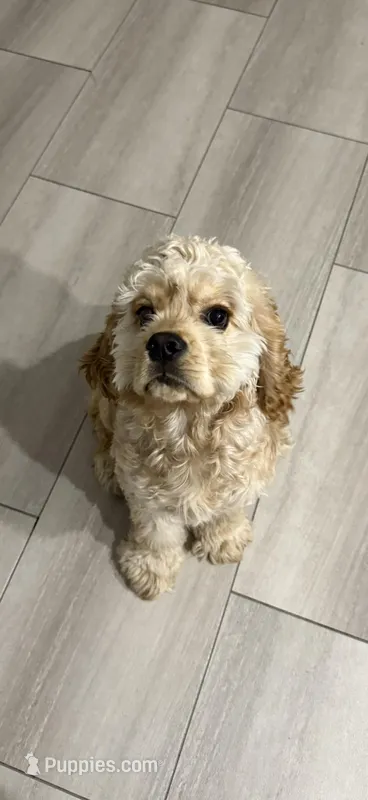 Teddy – Cockapoo, Golden Retriever puppy for sale in Decatur, IL