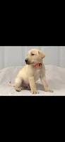 Orange boy, a male Labrador Retriever for sale in Versailles, MO – 3 of 3