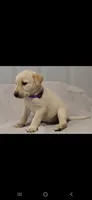 Purple girl, a female Labrador Retriever for sale in Versailles, MO – 4 of 4