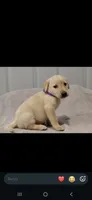 Purple girl, a female Labrador Retriever for sale in Versailles, MO – 3 of 4