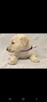 Purple girl, a female Labrador Retriever for sale in Versailles, MO – 2 of 4