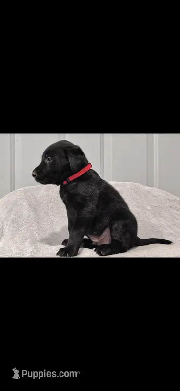 Red boy – Labrador Retriever puppy for sale in Versailles, MO