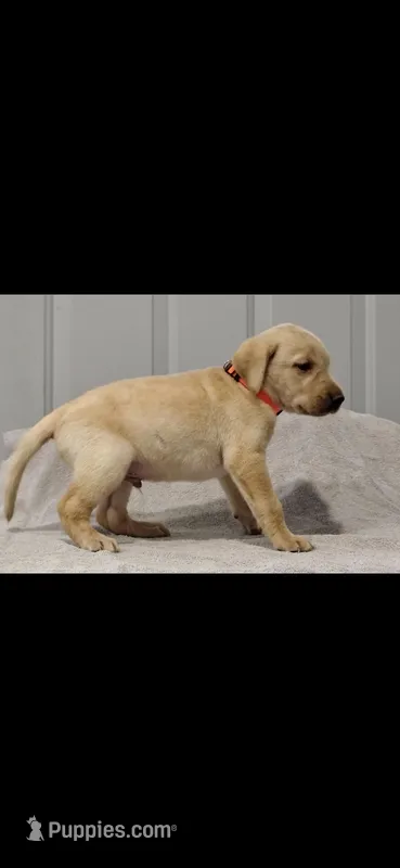 Orange boy – Labrador Retriever puppy for sale in Versailles, MO