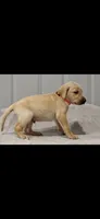 Orange boy, a male Labrador Retriever for sale in Versailles, MO – 1 of 3
