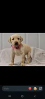 Pink girl, a female Labrador Retriever for sale in Versailles, MO – 4 of 4