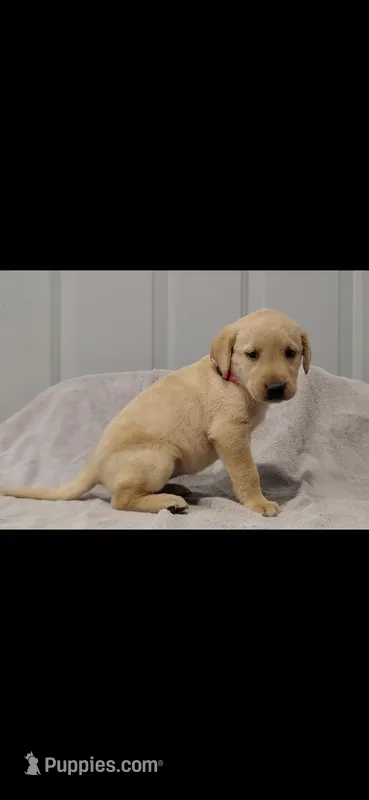 Pink girl – Labrador Retriever puppy for sale in Versailles, MO
