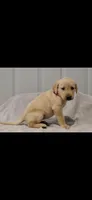 Pink girl, a female Labrador Retriever for sale in Versailles, MO – 1 of 4