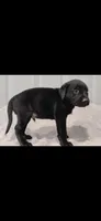 Red boy, a male Labrador Retriever for sale in Versailles, MO – 3 of 3