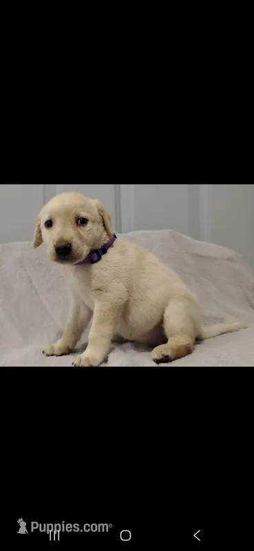 Purple girl – Labrador Retriever puppy for sale in Versailles, MO