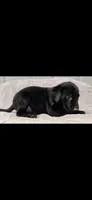 Green boy, a male Labrador Retriever for sale in Versailles, MO – 2 of 3