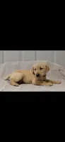 Pink girl, a female Labrador Retriever for sale in Versailles, MO – 3 of 4