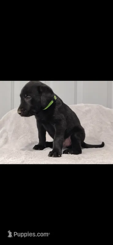 Green boy – Labrador Retriever puppy for sale in Versailles, MO