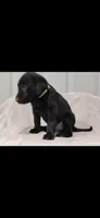 Green boy, a male Labrador Retriever for sale in Versailles, MO – 1 of 3