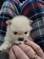 Sona, a female Pomeranian for sale in Monroe, NC – 5 of 5
