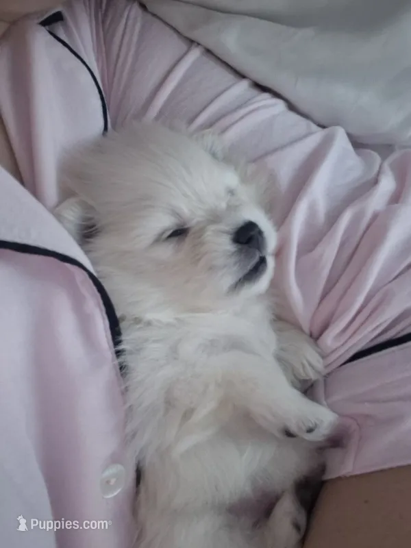 Teddy – Pomeranian puppy for sale in Monroe, NC
