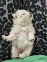 Teddy, a male Pomeranian for sale in Monroe, NC – 3 of 3