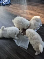 Sona, a female Pomeranian for sale in Monroe, NC – 3 of 5