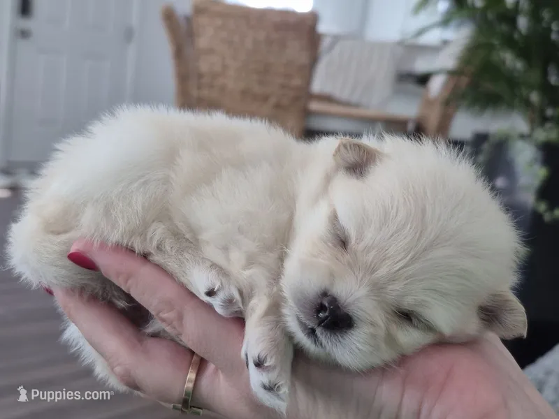 Sona – Pomeranian puppy for sale in Monroe, NC