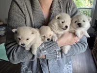 Sona, a female Pomeranian for sale in Monroe, NC – 2 of 5