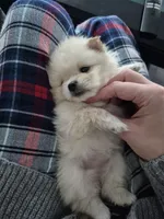 Sona, a female Pomeranian for sale in Monroe, NC – 4 of 5