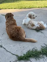 Nash, a male Goldendoodle for sale in Kerkhoven, MN – 7 of 9