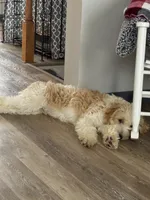 Nash, a male Goldendoodle for sale in Kerkhoven, MN – 8 of 9