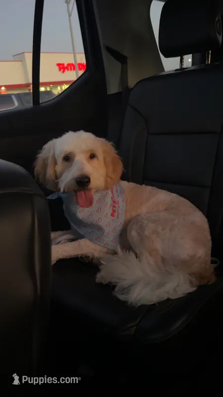 Nash – Goldendoodle puppy for sale in Kerkhoven, MN