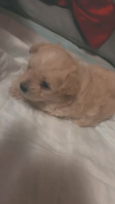 Mamas , a female Shih Tzu for sale in Columbus, OH – 2 of 2