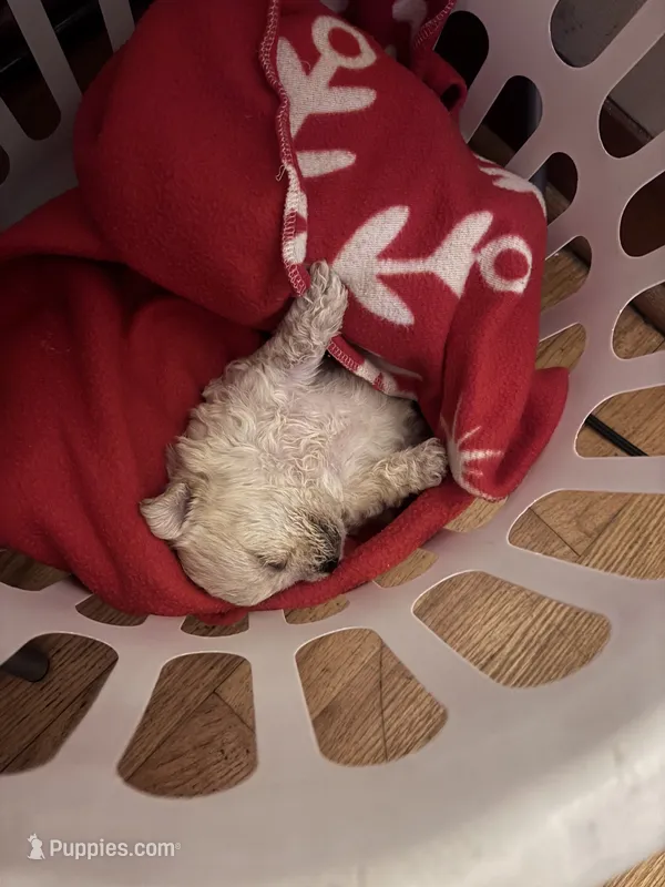 Mamas  – Shih Tzu puppy for sale in Columbus, OH