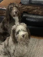 Glory Glory Hallelujah , a female Aussiedoodle and Poodle - Miniature  for sale in La Salle, CO – 5 of 8