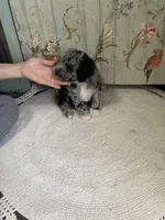 Mack, a male Miniature Aussiedoodle for sale in La Salle, CO – Photo 4 of 10