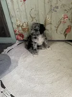 Mack, a male Miniature Aussiedoodle for sale in La Salle, CO – Photo 6 of 10