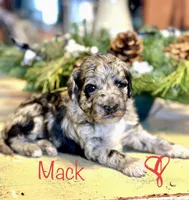 Mack, a male Miniature Aussiedoodle for sale in La Salle, CO – Photo 8 of 10