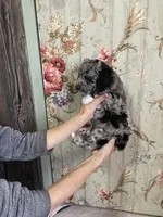 Mack, a male Miniature Aussiedoodle for sale in La Salle, CO – Photo 5 of 10