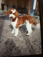 Mack, a male Miniature Aussiedoodle for sale in La Salle, CO – Photo 10 of 10