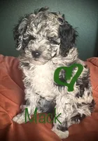 Mack, a male Miniature Aussiedoodle for sale in La Salle, CO – Photo 1 of 10