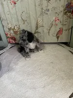 Mack, a male Miniature Aussiedoodle for sale in La Salle, CO – Photo 7 of 10