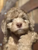 processed/aa932e19-8843-4f7a-b030-f1c77b9ef5a0/listing/7ecb0863-8436-49a9-bb64-2134ce8271ec/170c5326-3c03-4ea4-beb3-42d339812e2c